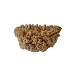 Load image into Gallery viewer, 1 Mukhi Rudraksha | Benefits of 1 Mukhi Rudraksha - Silver Box Original - Silverboxoriginal
