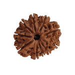 Load image into Gallery viewer, 10 Mukhi Rudraksha | Benefits of 10 Mukhi Rudraksha - Silver Box Original. - Silverboxoriginal
