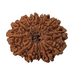 Load image into Gallery viewer, 13 Mukhi Rudraksha | Benefits of 13 Mukhi Rudraksha - Silver Box Original. - Silverboxoriginal
