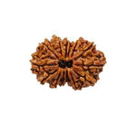 Load image into Gallery viewer, 14 Mukhi Rudraksha | Benefits of 14 Mukhi Rudraksha - Silver Box Original. - Silverboxoriginal
