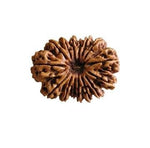 Load image into Gallery viewer, 15 Mukhi Rudraksha | Benefits of 15 Mukhi Rudraksha - Silver Box Original. - Silverboxoriginal
