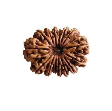 15 Mukhi Rudraksha | Benefits of 15 Mukhi Rudraksha - Silver Box Original. - Silverboxoriginal