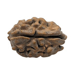 Load image into Gallery viewer, 2 Mukhi Rudraksha | Benefits of 2 Mukhi Rudraksha - Silver Box Original. - Silverboxoriginal
