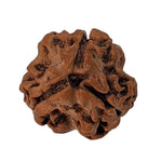 Load image into Gallery viewer, 3 Mukhi Rudraksha | Benefits of 3 Mukhi Rudraksha - Silver Box Original. - Silverboxoriginal
