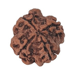 Load image into Gallery viewer, 4 Mukhi Rudraksha | Benefits of 4 Mukhi Rudraksha - Silver Box Original. - Silverboxoriginal
