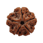 Load image into Gallery viewer, 5 Mukhi Rudraksha | Benefits of 5 Mukhi Rudraksha - Silver Box Original - Silverboxoriginal
