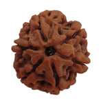 Load image into Gallery viewer, 6 Mukhi Rudraksha | Benefits of 6 Mukhi Rudraksha - Silver Box Original - Silverboxoriginal
