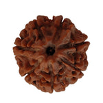 Load image into Gallery viewer, 7 Mukhi Rudraksha | Benefits of 7 Mukhi Rudraksha - Silver Box Original - Silverboxoriginal
