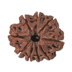 Load image into Gallery viewer, 8 Mukhi Rudraksha | Benefits of 8 Mukhi Rudraksha - Silver Box Original - Silverboxoriginal
