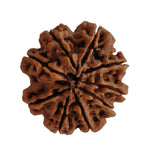 Load image into Gallery viewer, 9 Mukhi Rudraksha | Benefits of 9 Mukhi Rudraksha - Silver Box Original - Silverboxoriginal
